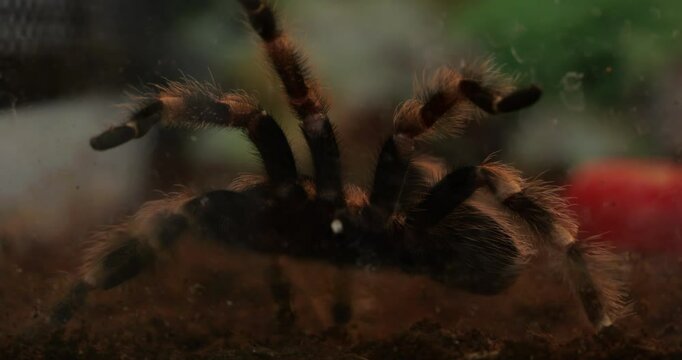 Monstrous tarantula aggressively stalks its prey. Extreme macro close-up captures lethal hunting instincts and venomous fangs in action.