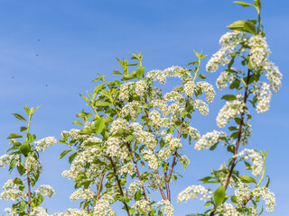 Apple tree branches with white flowers on a background of blue clear sky.