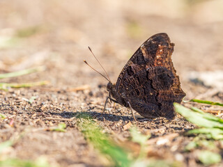 Peacock butterfly on the ground among the grass