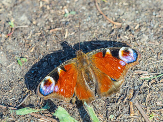 Peacock butterfly on the ground among the grass