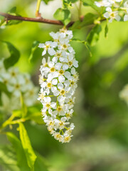 White flowers blooming bird cherry. Close-up of a Flowering Prunus padus Tree with White Little Blossoms