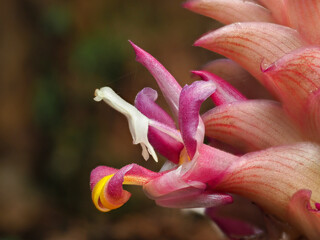 Close up Kra Cheo Suthep or Curcuma ecomata Craib endemic plants in Chiang Mai, Thailand.