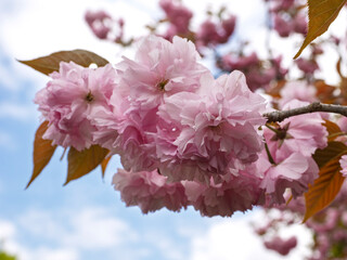 ピンク色の八重桜