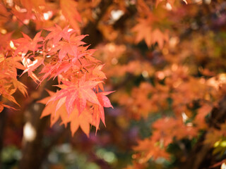 Red maple leaves