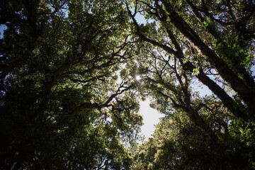 Fototapeta premium Trees in the woods