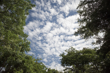 Obraz premium Clouds and trees