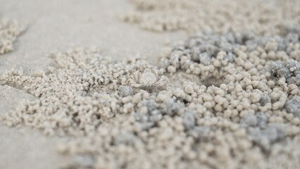 Little crab on the beach