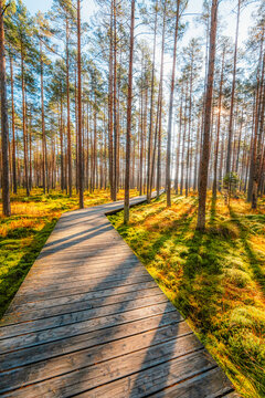 A wooden walking path Bor na Czerwonem nature reserve in Nowy Targ in Poland