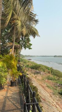 Godavari  coconut trees