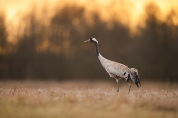 Common crane bird ( Grus grus )