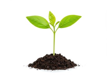 Small plant growing from soil on a white background, symbol of new life