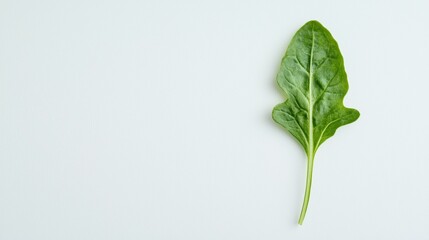 Fresh spinach leaf on a light surface perfect for healthy cooking and nutrition ideas