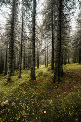 Obraz premium Liptov region hiking in jasna in Low Tatras mountains landscape, slovakia.