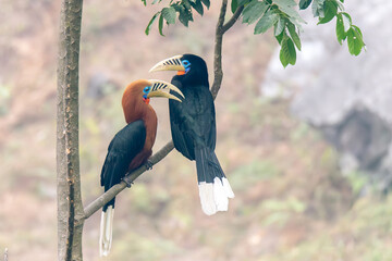 Rufous-necked Hornbill Pair on a branch of a tree, during Courtship.  © Anirban