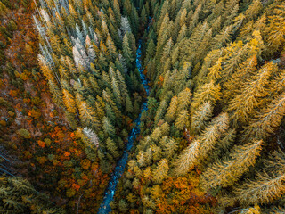 Aerial top view of summer green trees in forest with mountain river in Slovakia. Drone