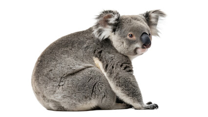 koala isolated on transparent background 