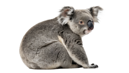 koala isolated on transparent background 