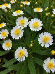 Obraz premium Italian everlasting flowers