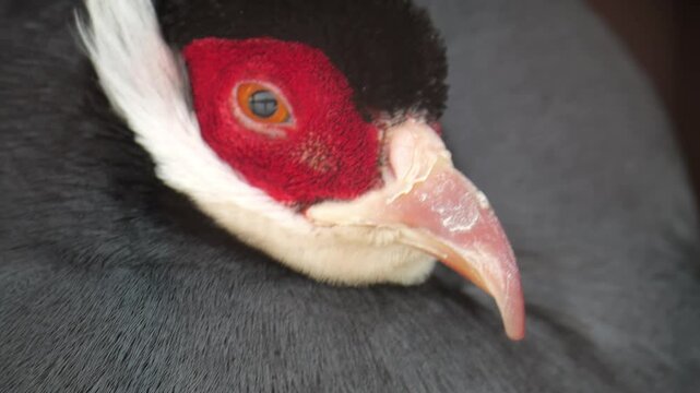 Extreme macro shot reveals iridescent feathers and striking facial details of endangered pheasant species in natural habitat.