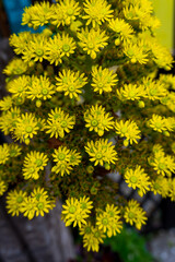 The cluster of vibrant yellow succulent flowers blooms in a dense formation with detailed petals and a natural background