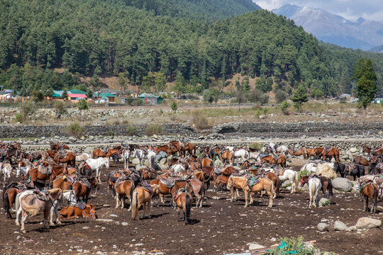 Pahalgam offers horse rides, including to popular destinations like Baisaran Valley. Horse rides can also be taken to other locations in Pahalgam, including Aru Valley, Chandanwari and Old Shikargah. 