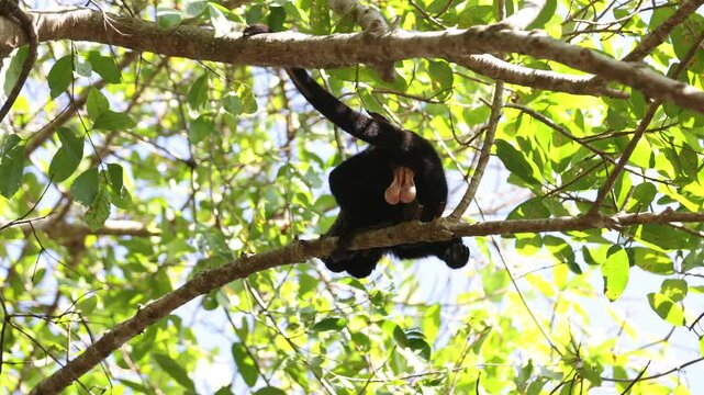Dark male howler monkey climbs far above in tree branches with testicles hanging conspicuously
