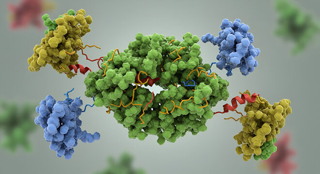 Heat Shock Proteins Assisting in Protein Refolding &ndash; Molecular Chaperone Illustration