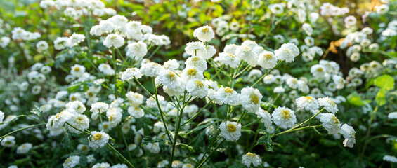 Wide flowerbed view with thick row of blooming white flowers in lush green foliage. Floral banner.