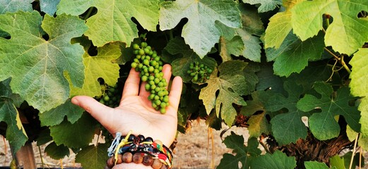 A bunch of grapes growing in a man's palm among green leaves
