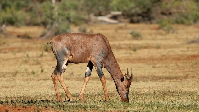 A tsessebe antelope (Damaliscus lunatus) walking and feeding in natural habitat, Mokala National Park, South Africa