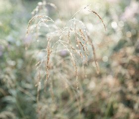 Soft, dreamy macro of delicate meadow grass with morning dew. For wellness visuals, spa advertising.