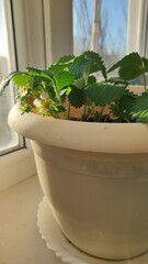 Growing strawberries in a container and pot in the home garden, home gardening and hobby