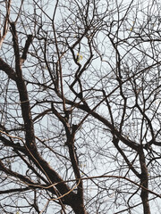 Bare Branch Majesty: A close-up view of an old tree reveals a network of stark, bare branches reaching skyward, creating a dramatic silhouette against the soft blue sky.