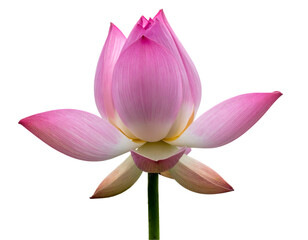 Fototapeta premium Pink Lotus Flower on Black Background