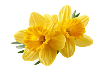 Obraz premium yellow daffodil flowers isolated on transparent background Generative Ai.