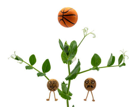 Humorous Basketball and Pea Plant Composition