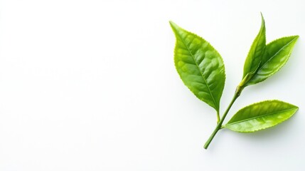 Fototapeta premium Fresh green tea leaves (1)