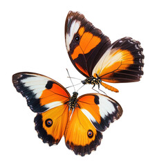Obraz premium Two butterflies in flight, vibrant colors