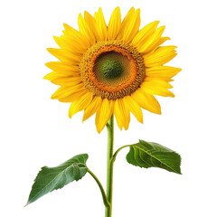 Fototapeta premium Single Sunflower in Bloom