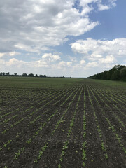 Obraz premium Spring rows of sugar beets. Under a playful sky, the agronomic service takes care of the sugar beet harvest. The vast field, rows of beet plants stretch far to the horizon