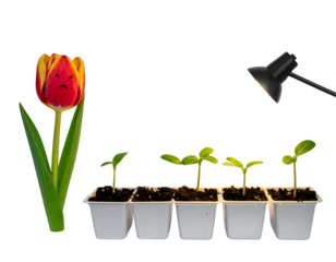 Sad Tulip and Growing Seedlings Under Lamp