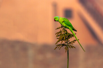The rose-ringed parakeet, also known as the ring-necked parakeet, ringneck parrot or the Kramer parrot, is a medium-sized parrot in the genus Psittacula, of the family Psittacidae.