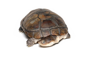 Pelomedusa subrufa (African helmeted turtle) closeup on isolated background, African helmeted turtle (Pelomedusa subrufa) on white background