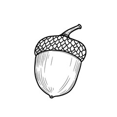 Acorn, black line art illustration on transparent background for logo design, packaging, tattoos, and minimalist decor