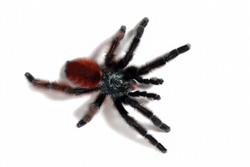 Caribena versicolor aka Antilles pinktoe tarantula on isolated background, Caribena (Avicularia)...