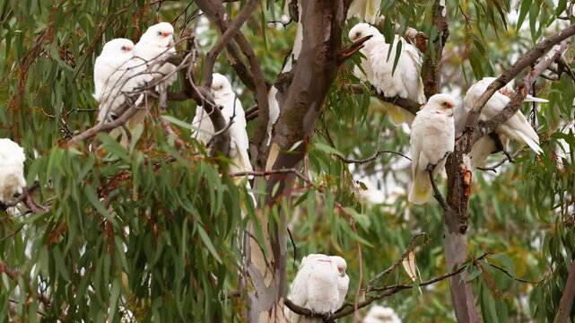 Long-Billed Corellas Perched on Eucalyptus Branches