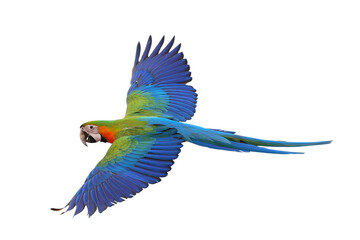 Colorful flying Catalina Macaw parrot isolated on transparent background png file	