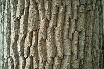 Close-up view of a tree trunk's textured bark.
