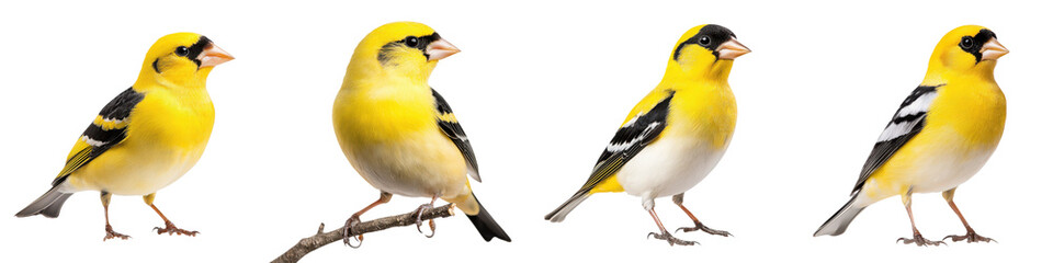 Obraz premium A group of beautiful yellow finches perched on a branch.