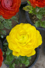 Beautiful Yellow ranunculus flower growing in an outdoor flower garden. ranunculus flower closeup, Yellow blooming flower, Closeup shot of a beautiful blossoming ranunculus in field